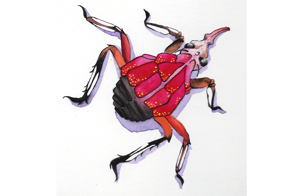 ladybug